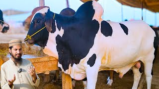 Northern Bypass Cow Mandi BARGAINING & Price Update | Cattle Market Karachi | Bakra Eid 2024