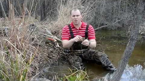 Beaver Trapping - Snaring Basics