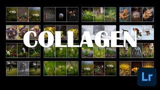 Photography | Creating collages in Lightroom is easy screenshot 2