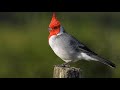 Descubre el Majestuoso Cardenal Copeté Rojo (Paroaria coronata) 🐦