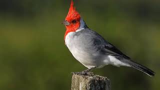 Descubre el Majestuoso Cardenal Copeté Rojo (Paroaria coronata) 🐦