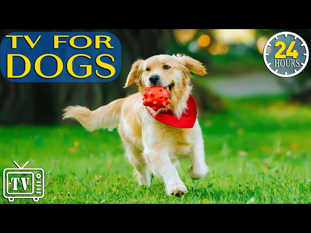 Dog TV 24/7: Calm Your Anxious Dog Instantly! Relaxing Music Music