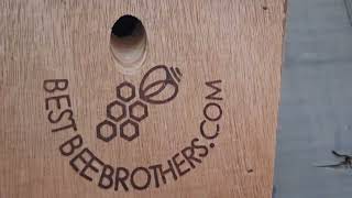 Best Bee Brothers Ultimate Pro Carpenter Bee Trap for Outside with Extra Large, Clear External Recep