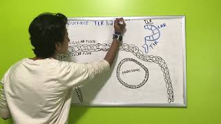 TLR Structure & Locations