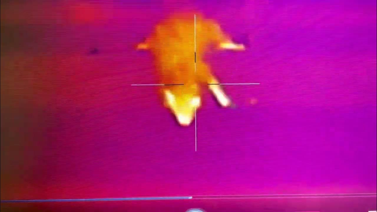 Thermal hunting 2022 year in review. AGM ADDER RATTLER TS35640 YouTube