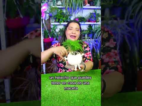 El mejor helecho para espacios pequeños en tu hogar  #plantas