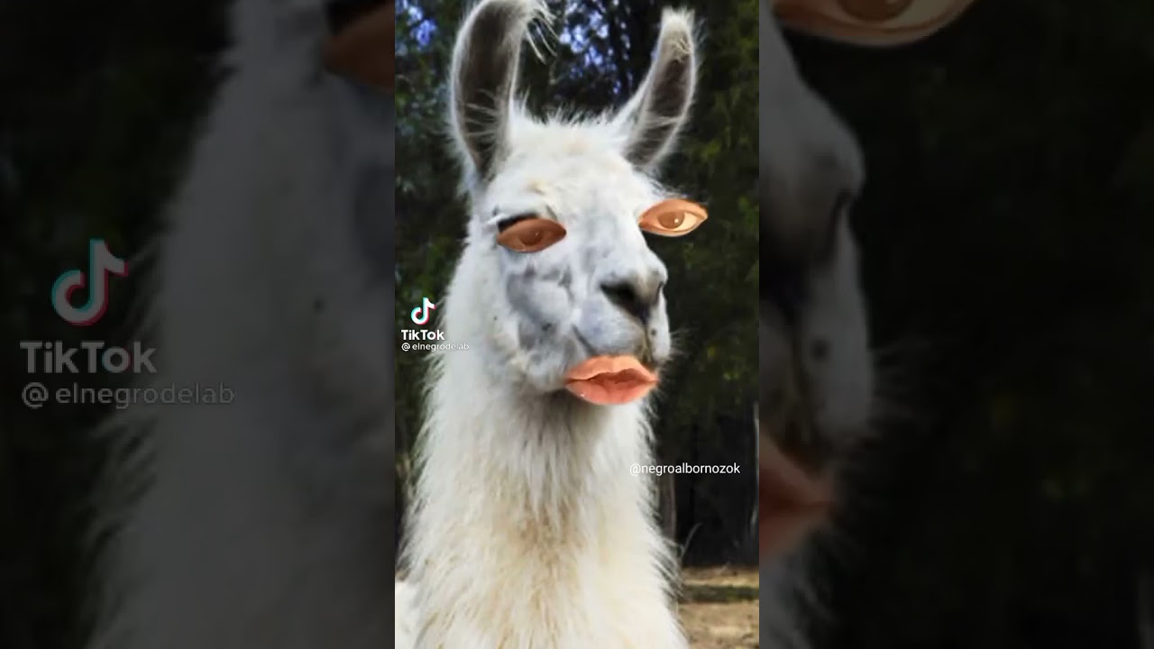 llama escupe YouTube llama escupe YouTube