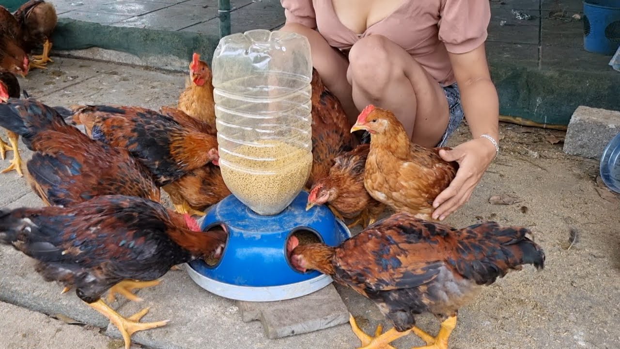 DIY chicken feeder YouTube