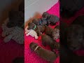 Bedlington terrier Puppies play time の動画、YouTube動画。