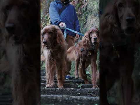 【紅葉狩り】アイリッシュセッターの遠足^_^