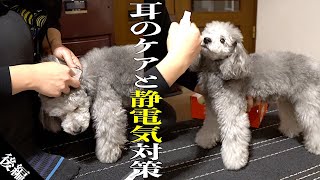 🐶【普段のお手入れ】フワフワの愛犬トイプードルができるまで。耳掃除と静電気対策。【トイプードルのグリィ】【犬】【dog】【toy poodle】
