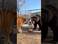Who's the real boss?... Dog "steals" the roast chicken from the tiger and bear! #shorts #dog #boss