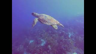 Red Slave dive site Bonaire