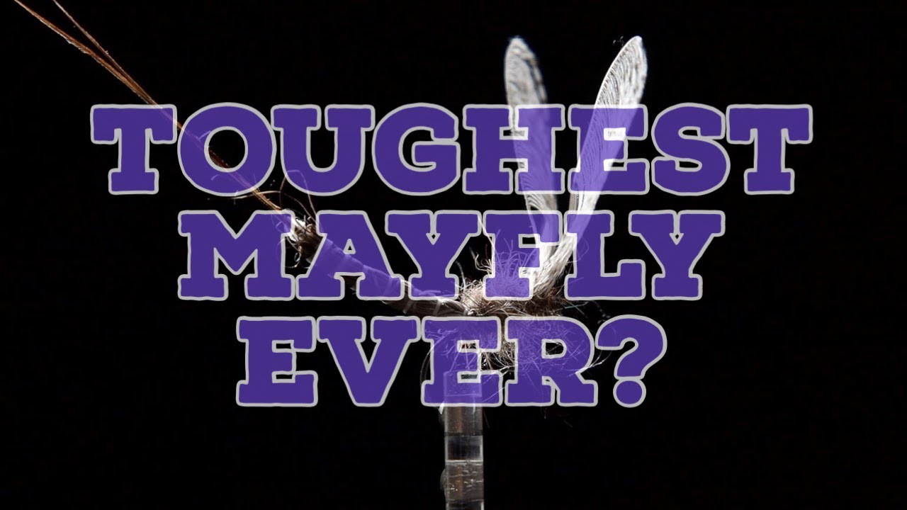 My Toughest Mayfly Pattern