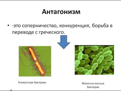 История создания антибиотиков и их классификация