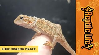Hypo Translucent Bearded Dragon | Reptile Life