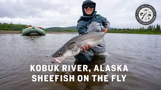 Sheefish on the Fly - Kobuk River, Alaska Fly Fishing