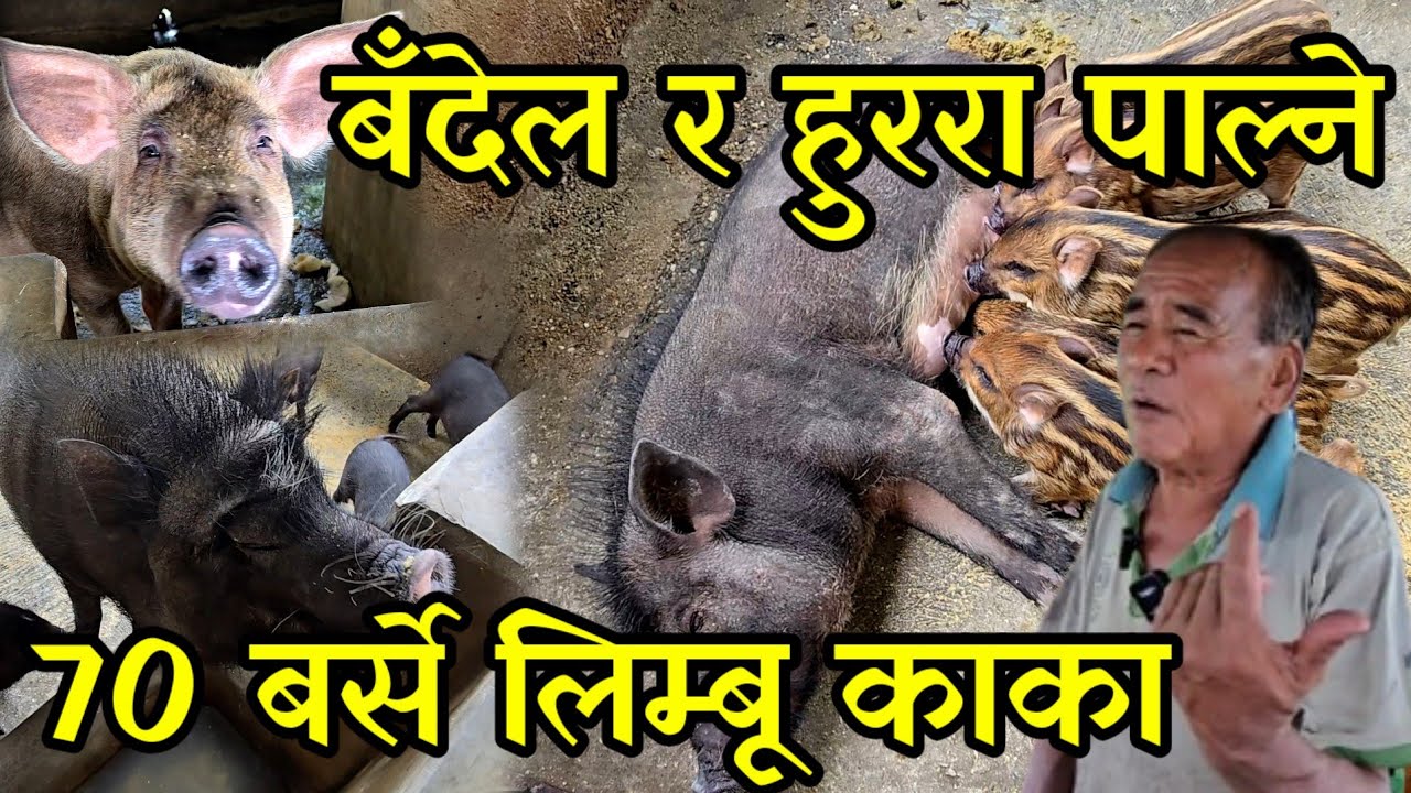 बँदेल साथै हुररा पाल्ने 70 बर्से लिम्बू काका,धेरै आम्दानी लिन यस्तो गर्नुस pIg farming,piggery