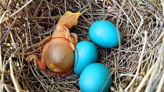 What Went Wrong with This Baby Bird's Stomach? @birdsandbaby8259