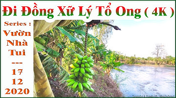 Đi Đồng Xử Lý Tổ Ong !.. ( 4K ) _ ( Series : Vườn Nhà Tui & Chuối !..) 17.12.2020 _ 04.11.2020 al