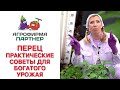 ПЕРЕЦ - ПРАКТИЧЕСКИЕ СОВЕТЫ ДЛЯ БОГАТОГО УРОЖАЯ