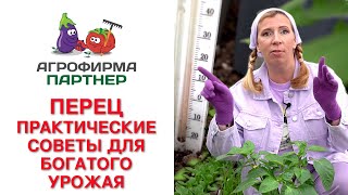 видео: ПРАКТИЧЕСКИЕ СОВЕТЫ ДЛЯ БОГАТОГО УРОЖАЯ ПЕРЦА картинка: ПРАКТИЧЕСКИЕ СОВЕТЫ ДЛЯ БОГАТОГО УРОЖАЯ ПЕРЦА