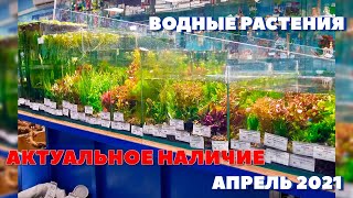 ВОДНЫЕ РАСТЕНИЯ для аквариума и террариума | Наличие в Челябинске 04.2021г - АКВА БЛЮЗ