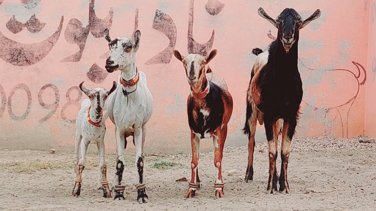 Asal Burri Teddy Bakriyan ||Top Class Pregnant Burri Teddy Goat Breed ||Of Nadir Baloch Goat Farm