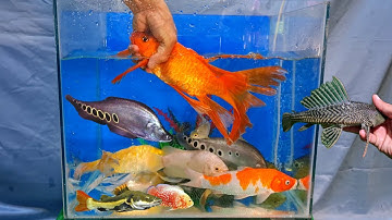 Video tổng hợp cá cảnh đẹp, cá săn mồi, cá chép, cá trê, cá nàng hai, cá tai tượng, cá lau kiếng