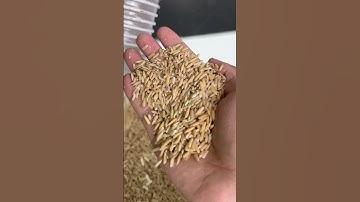 The whole process of the rice husking and grinding machine, from paddy rice to polished rice