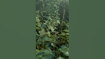 photorealistic forest scene | realistic plants in blender | #blender #vfx