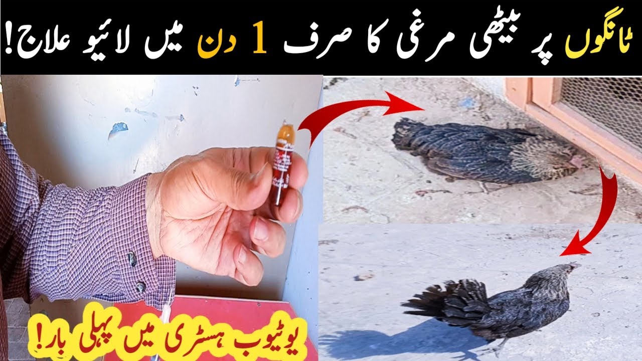 Weak leg problem in Hens || Treatment of paralysis in hens