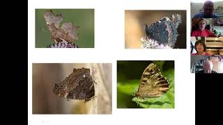 Butterfly ID Training Session: Part Two
