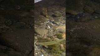 भारत की साफ नदी, जहाँ मछलियाँ भी दिखती हैं #edit #fish #travel #sorts #viral #bts #river #online