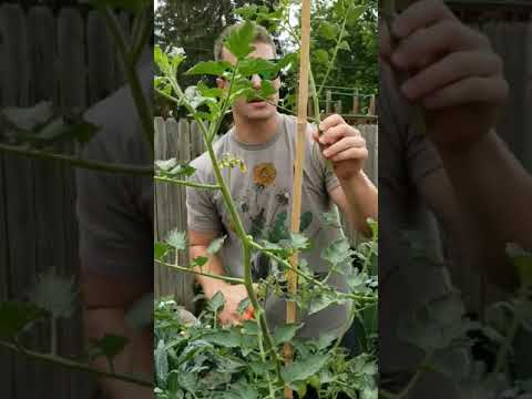 فيديو: San Marzano Tomato Care - زراعة نباتات الطماطم بصلصة سان مارزانو