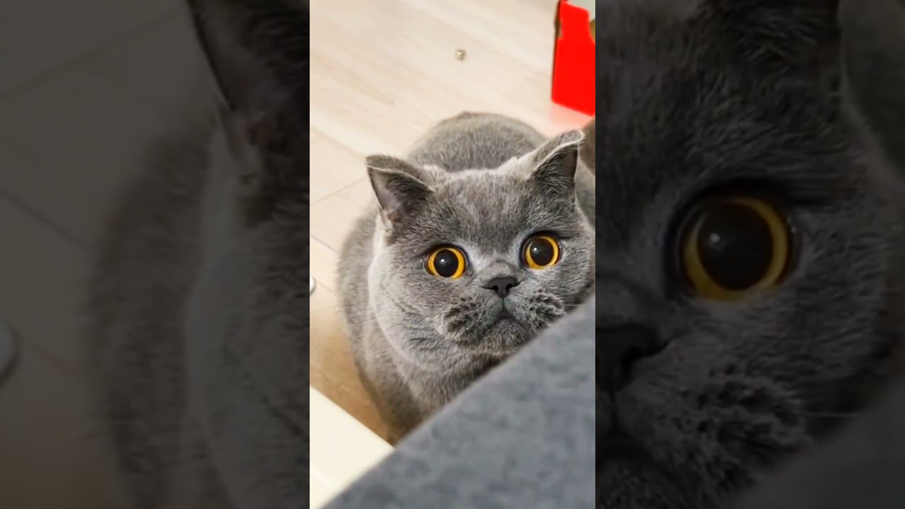 do you want to play with me 😂 Funniest Cats and Dogs 😸🐶 