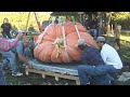 Amazing Pumpkin Planting Process - Powerful Pumpkin Harvest Machine - World&#39;s Biggest Giant Pumpkin!