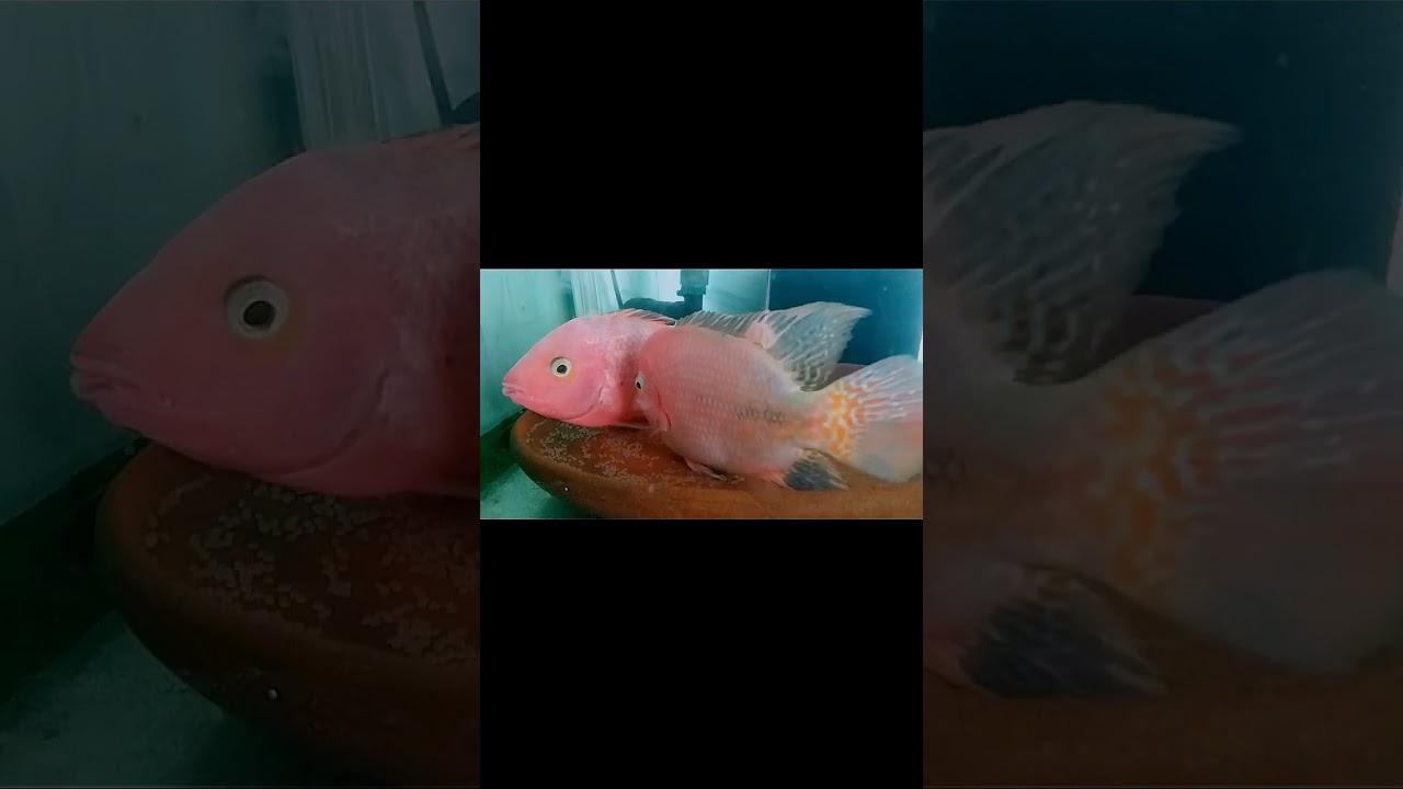 Two Bloodline Vieja Hybrid Breeding Progress