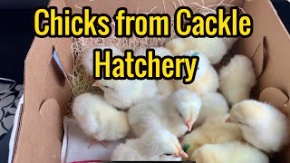 Buying Baby Chicks / Raising Chickens
