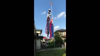 旭天竜　シルキー　テイジンナイロン　鯉のぼり