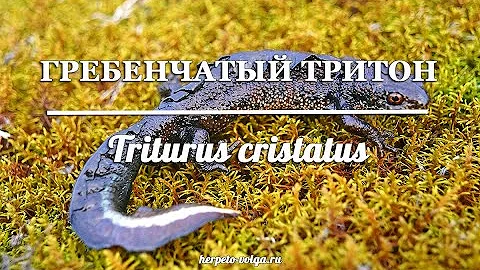 Как отличить самца от самки гребенчатого тритона (Triturus cristatus)?