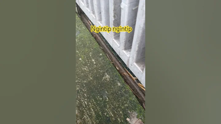 Video 3961621: cats kucing pets catlover, cats kitten catlover pets, kitten kucing animals catlover, funny baby cats