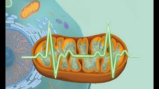 The Cellular Process That Determines Your Energy Levels
