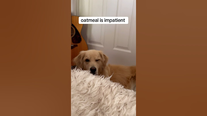 ImpatientMeal #PoolTime #FunnyDog #goldenretriever