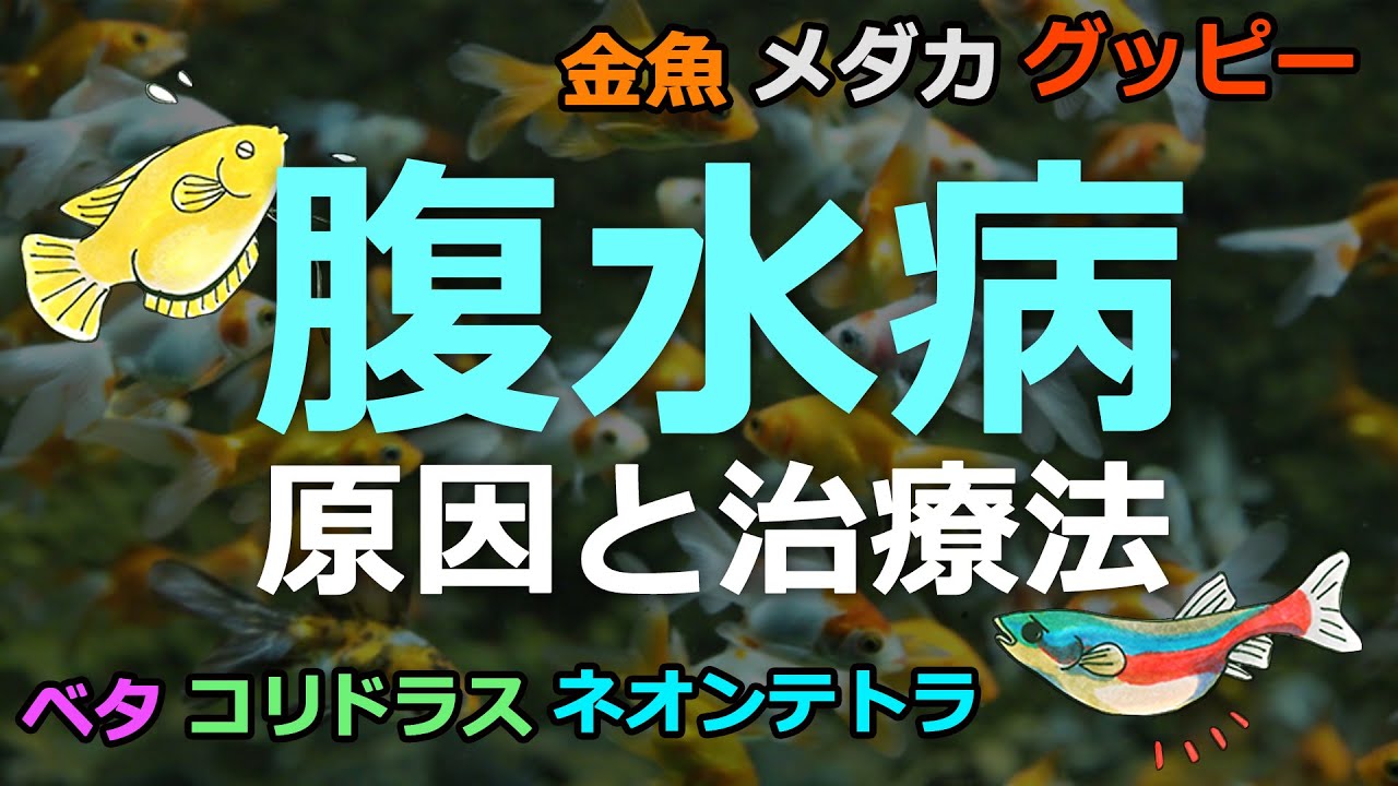 魚のお腹が膨らむ 腹水病とは グッピーや金魚などかかりやすい魚と治療 Youtube