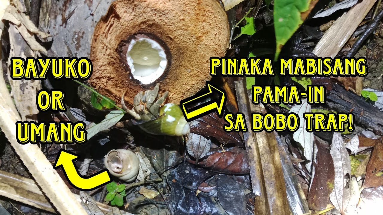 100% effective na pamain sa bobo trap na pang alimango | province life 