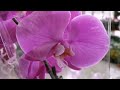 Орхидеи!... ❤️Ах какой завоз🤗