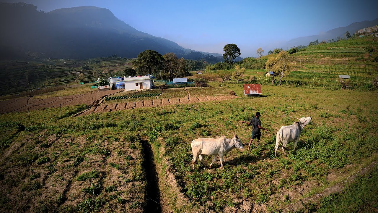 A Walk through the Vattavada Village in Munnar, Kerala