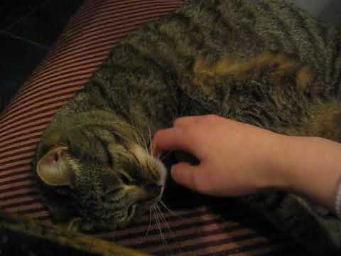 cat แปลว่า Sleepy Mysli