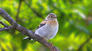 Birds Singing In The Forest - Relaxing Bird Sounds, Instantly Reduce Stress & Anxiety by Gullfoss Channel 639 views 4 weeks ago 10 hours, 34 minutes